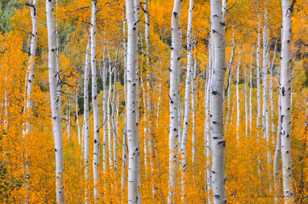 Aspen forest-1772